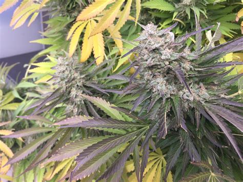 Strain Gallery Purple Haze G13 Labs Pic 26101647865492930 By Delahouse1