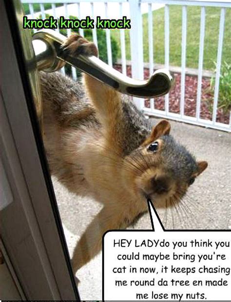 Squirrel Funny Animal Humor Photo 20272041 Fanpop