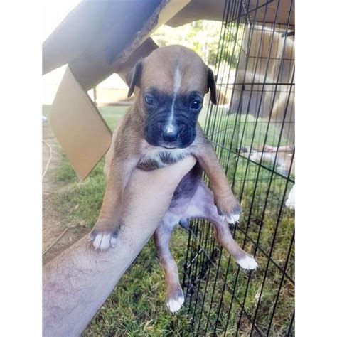 Very fun loving little dogs. pure boxer puppies for sale in Atlanta, Georgia - Puppies ...