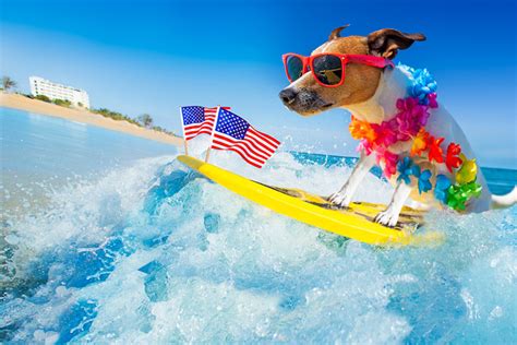The Dog Days Of Summer Have Fun With Your Pet Cvets Columbia