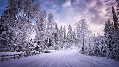 3840x2400 Winter Road Snow Trees White 4k Hd 4k Wallpapers Images