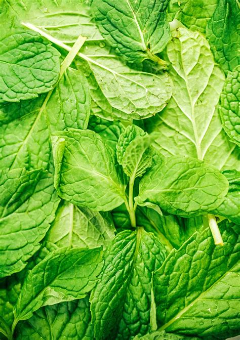 What To Do With Mint Leaves 7 Fresh Mint Recipes