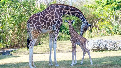 Latest Baby Giraffes Born At Zoo Miami Nbc 6 South Florida