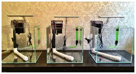 Betta fish tanks & how to maintain a healthy tank. Multiple shrimp tank setup | Nano acuario, Acuariofilia y ...