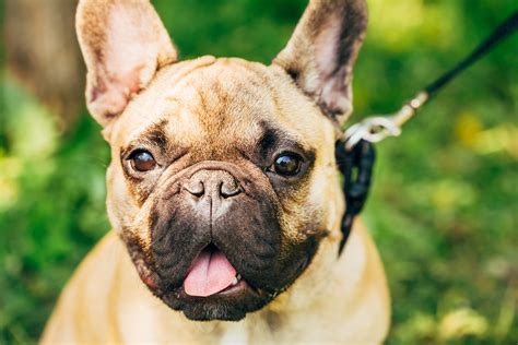 The beef recipe contains helpful ingredients that offer nutritional benefits. What Is The Best Dog Food For a French Bulldog?