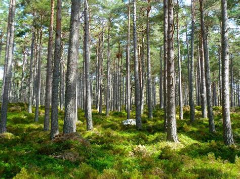 The Top 10 Reasons Why Forests Are So Important Forrest Synergi