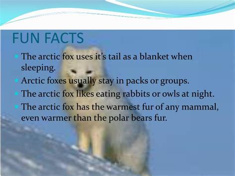 Ppt Arctic Foxes Powerpoint Presentation Id2807531
