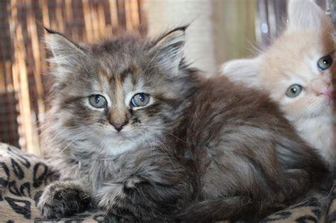Maine Coon Kittens Chessington Surrey Pets4homes