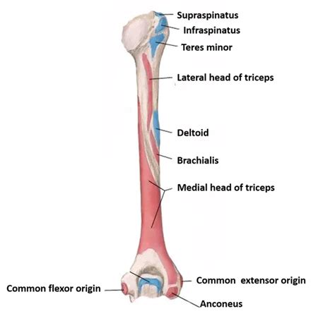 Humerus Parts Side Determination Muscles Attachment And Ossification