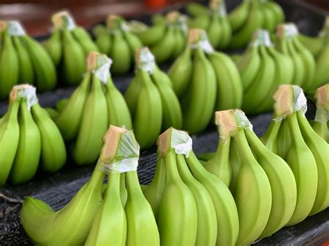 World Banana Exports Down 75 In 2022 Eurofresh Distribution