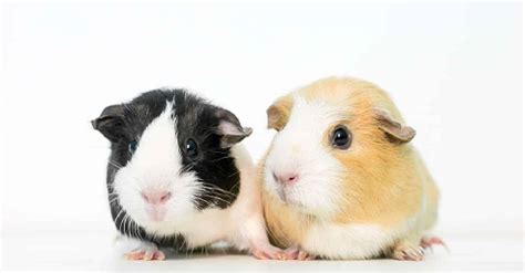 110 Absolutely Charming Guinea Pig Names For Pairs Petsvills