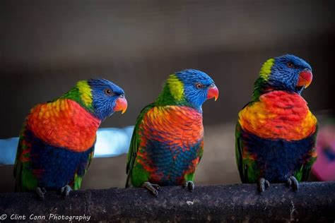 Rainbow Lorikeets Barwon Heads Victoria Australian Animals