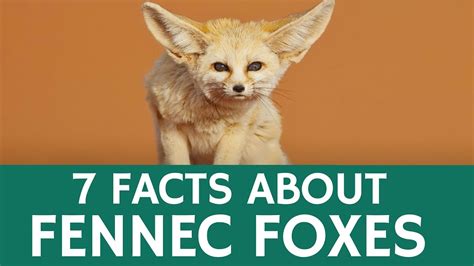 10 Facts About Fennec Foxes