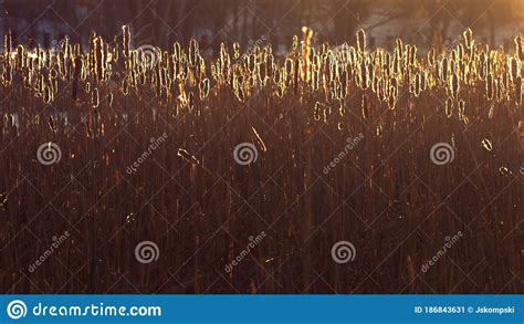 Reeds Backlit Nature Scene Stock Image Image Of Natural 186843631