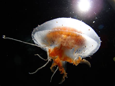 17 Most Beautiful Jellyfish In The World Entertainment