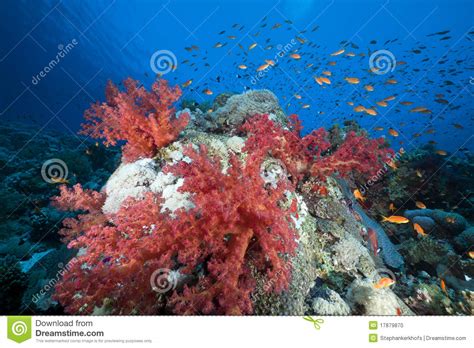 Marine Life In The Red Sea Stock Photo Image 17879870
