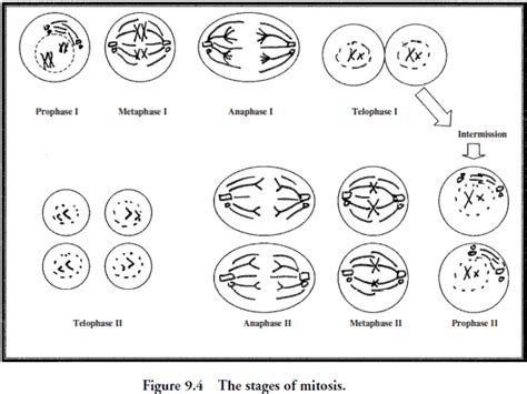 Why is meiosis i called reduction divisions and meiosis ii as equational division? Phases Of Meiosis Worksheets Answers