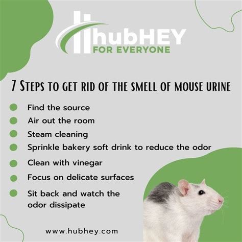 7 Easy Tips To Get Rid Of Mouse Urine Smell By Kuhu Jakhmola Medium