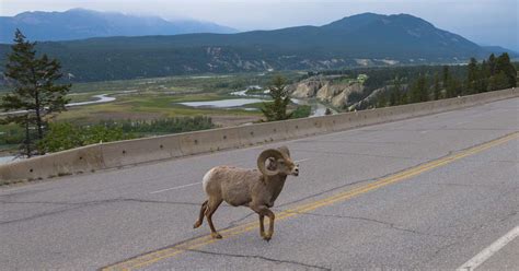 Canadian Rockies Big Mountains And Bighorn Sheep Roads Less Traveled