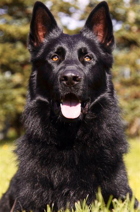 Jet Black German Shepherd Wallpapers Wallpaper Cave