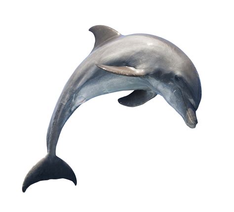 Dolphin Png Transparent Dolphinpng Images Pluspng
