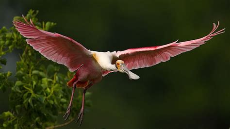 Hd Wallpaper Roseate Spoonbill Flying Spread Wings Lovely Pink