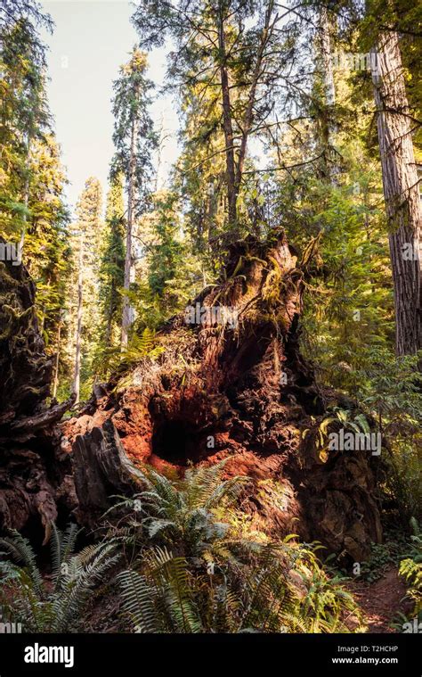 Fallen Giant Sequoia Tree Roots Hi Res Stock Photography And Images Alamy