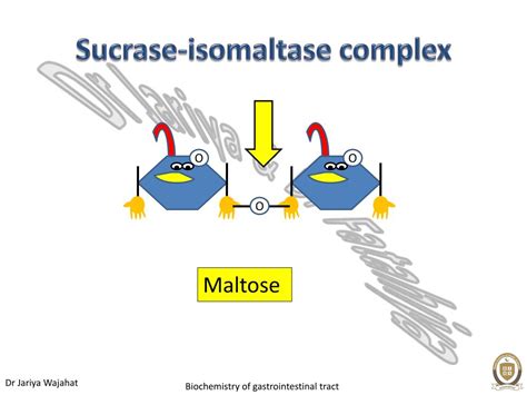 Ppt Digestion And Absorption Powerpoint Presentation Free Download