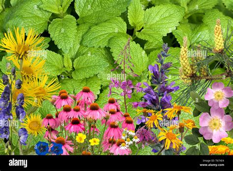 Officinal Plants Medical Plants Arrangement Stock Photo Alamy