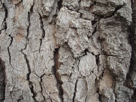 Free Photo Dry Wood Texture Brown Close Up Dark Free Download