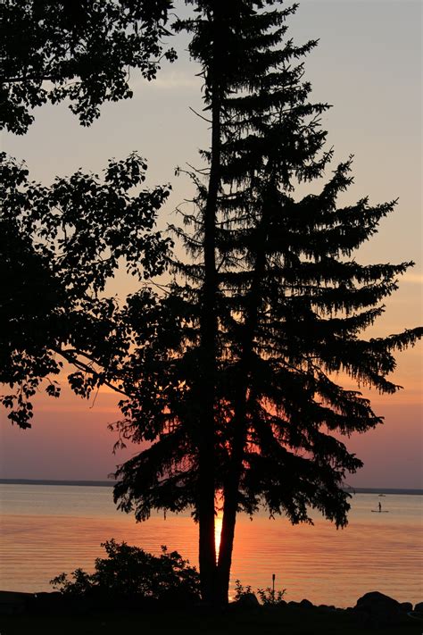 Orange Sunset Lake Pine Tree Free Stock Photo Public Domain Pictures