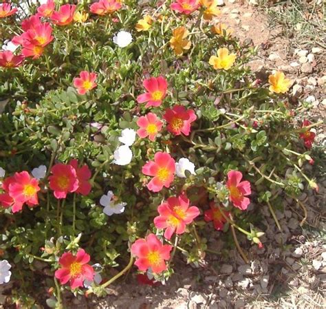 Das portulakröschen ist eine augenweide. Portulakröschen (Portulaca umbraticola) - portulaca ...