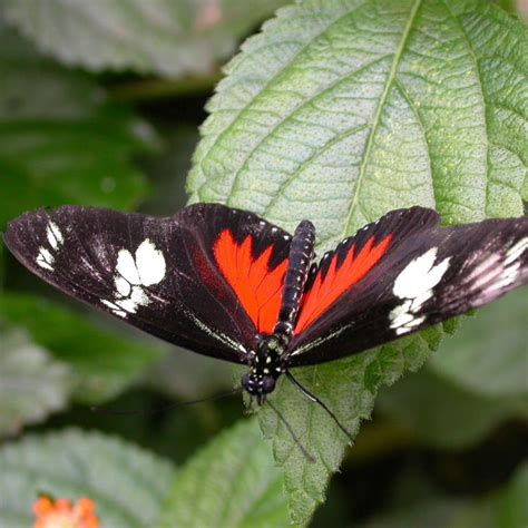Doris Longwing Butterfly Identification Facts And Pictures