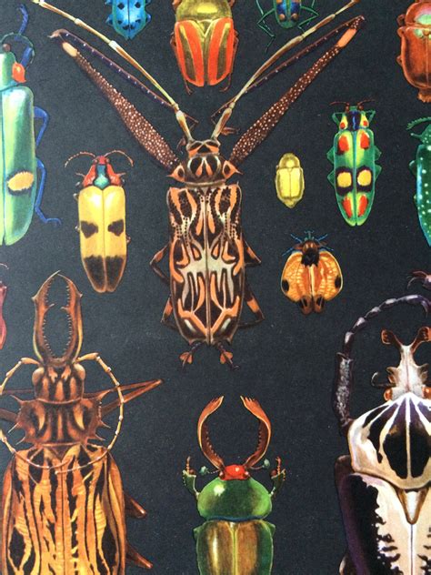 1968 Colourful Vintage Insect Print Entomology Beetle Bug