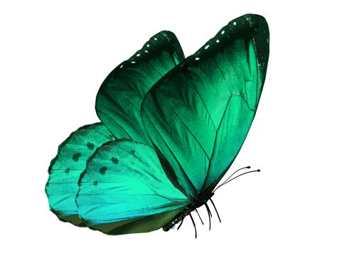 Mariposas Png Fondo Transparente Buterfly