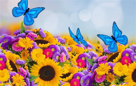 Colorful Sunflower Wallpapers Top Free Colorful Sunflower Backgrounds