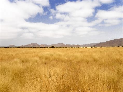Dry Yellow Grass Of Namibia Free Stock Photo Public Domain Pictures