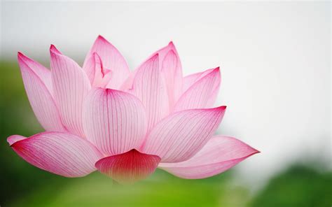 Free Download Image Gallery Lotus Flower Desktop Backgrounds 2560x1600