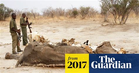 Ten More Elephants Poisoned By Poachers In Zimbabwe Africa The Guardian