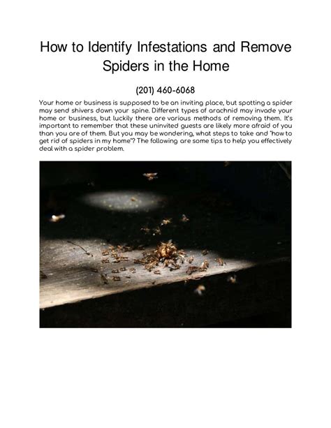 How To Identify Infestations And Remove Spiders In The Home