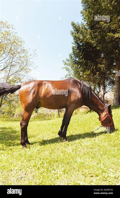 Beautiful Brown Domestic Horse Eating Grass Alone Stock Photo Alamy
