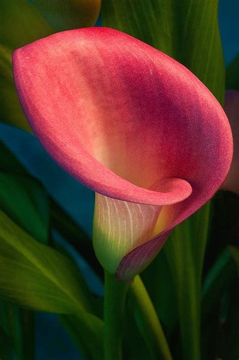 Arum Lily Cala Lily Calla Lily Flowers Amazing Flowers Beautiful