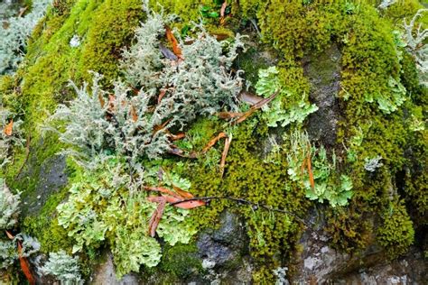 Image Of Detail Shot Of Lichens And Mosses With Varying Shades Of Green