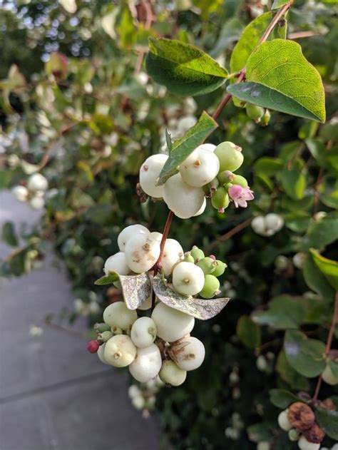Common Snowberry Symphoricarpos Albus Botany
