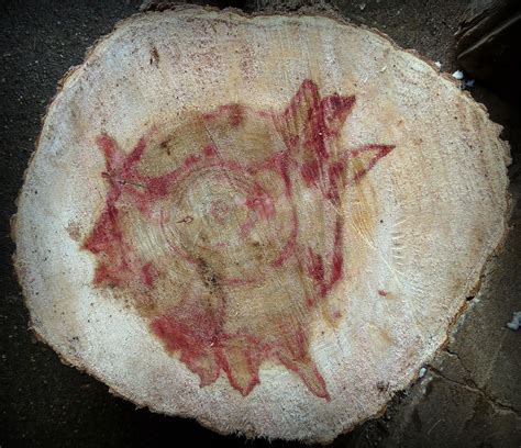 Timberturner Bowlwood Woodturning Whats Ambrosia Maple