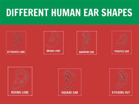 The 7 Types Of Earlobes And The Secrets They Reveal About Your Personailty