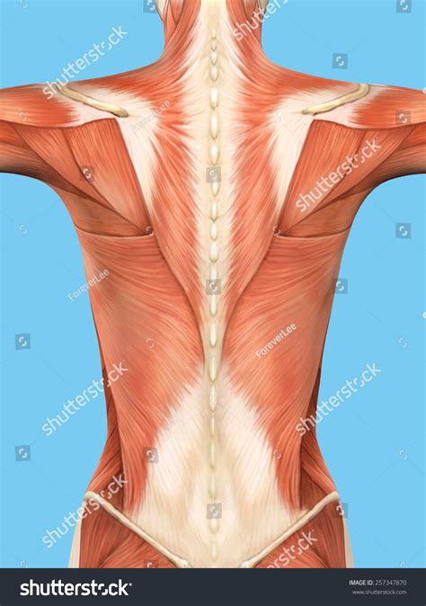 Female Back Muscles Diagram Female Muscle Diagram And Definitions