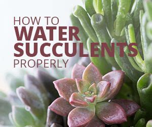 When we think of cacti and succulents, we usually think of desert plants that require intense heat and bright sun. 45 best Plants & flowers that don't need sun images on ...