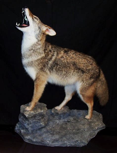 Coyote Mount Taxidermy Pinterest Taxidermy Deer Mounts And