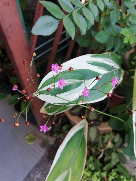 Read on to get your prayer plant growing strong. Garden Chronicles : Maranta arundinacea variegata